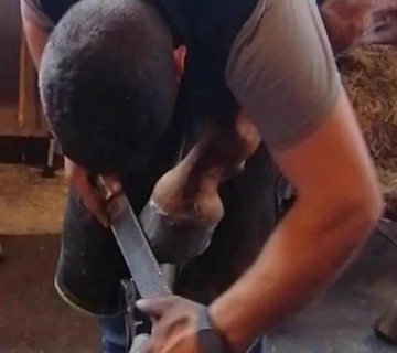 Workshop de Siderotecnia - A importância do cuidado com os cascos dos equinos
