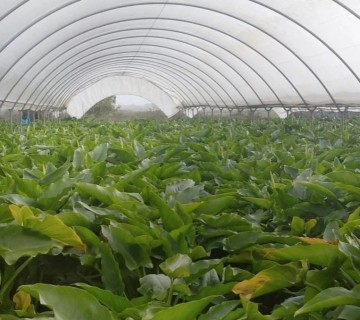 Visita em contexto de aula à Raiz da Terra e Virgin Flower - 9 de março de 2023
