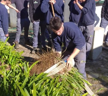 Eliminação de espécie invasora - Cortaderia Selloana - 8 de fevereiro 2023